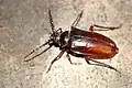 Prionus californicus Motschulsky, 1845