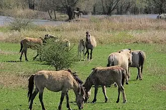 Groupe de chevaux gris et sable dans un paysage de prairies, broutant.