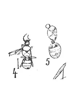 Formica tripartita femelles éch R386 & R6.