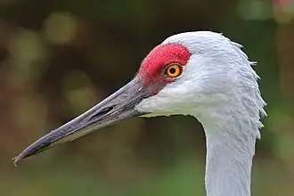 Photographie d'une tête de Grue