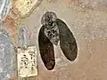 Une blatte de 20&nbsp;cm.
