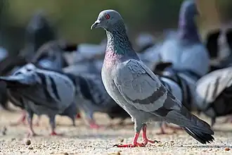 Pigeon biset, également présent sur les îles canaries.