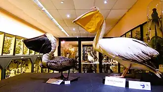 Pélicans brun et blanc.