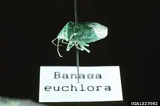 Banasa euchlora