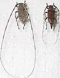 Acanthocinus aedilis (Linnaeus, 1758)