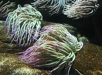 Anemonia sulcata.