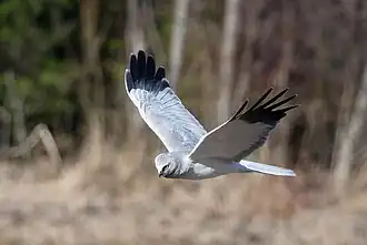 Photographie d'un oiseau gris en vol.