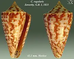 Conus regularis Sowerby, G.B. I, 1833