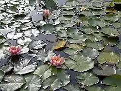 Nénuphars roses (Nymphaea 'Fabiola').