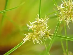 Inflorescence : épi d'épillets.