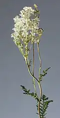 Inflorescence.