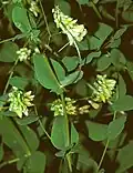 Vesce à feuilles de pois
