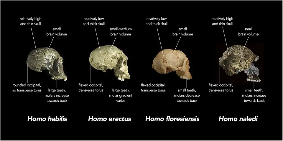Étude comparative du crâne LB1 avec des crânes d' Homo habilis, Homo erectus, et Homo naledi.