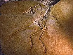 Photographie à plat d'un fossile sans plume incrusté dans une roche.