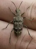 Rhagium (Rhagium) inquisitor Linnaeus, 1758