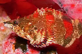 Description de l'image Oxylebius pictus 2.jpg.