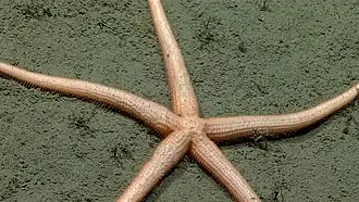 Zoroaster ophiurus
