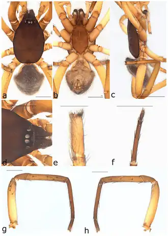 Description de l'image Ariadna umbra (10.3390-taxonomy2040028) Figure 22.png.