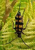 Leptura quadrifasciata Linnaeus, 1758