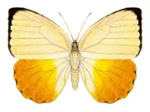 Description de l'image Catopsilia scylla etesia.jpg.