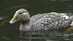 Brassemer de Patagonie (Tachyeres patachonicus)