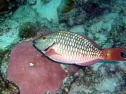 Sparisoma chrysopterum (en)