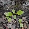 Plantules (jardin botanique de Wroclaw (Pologne)).