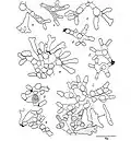 Développement de Trypanochloris (suite de la Fig.688).
