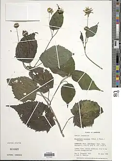 Melanthera scandens.