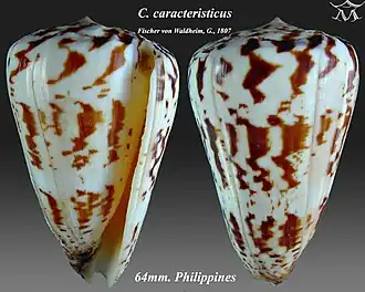 Description de l'image Conus caracteristicus 1.jpg.