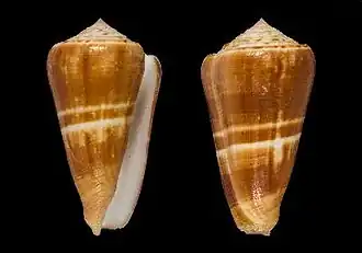 Description de l'image Conus quasimagus 001.jpg.
