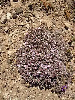 Frankenia capitata dans les rochers de la Montaña Roja à Lanzarote