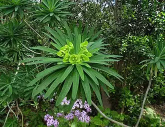 Description de l'image Euphorbia bourgeana kz1.JPG.