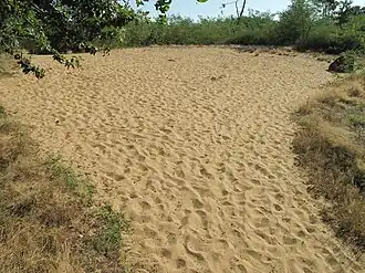 Image illustrative de l’article Dunes de Sermoyer