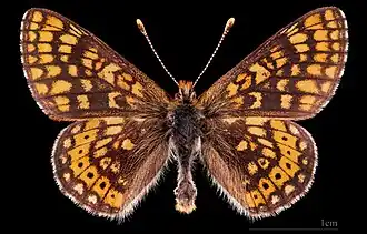 Euphydryas aurinia debilis ♂ MHNT