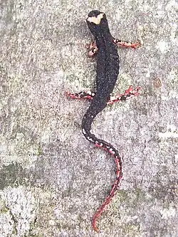 Salamandrina terdigitata.