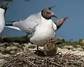 Mouette rieuse
