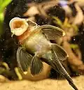 Poisson à la bouche en ventouse (Baryancistrus chrysolomus).
