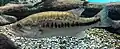 L'« Achigan » (Micropterus salmoides),
