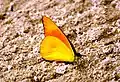 Appias nero figulina