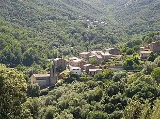 Arbori