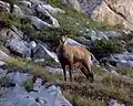 Chamois, Rupicapra rupicapra.