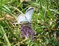 Abondance de papillons sur les rives du lac : Argus bleu, Polyommatus icarus.