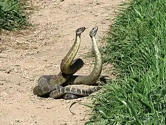 Crotalus oreganus appelé Crotale de l'Ouest.