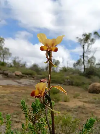 Description de l'image Donkey orchid gnangarra 01.jpg.