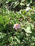 Exemplaire à fleur rose.