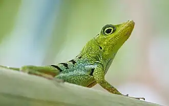 Anolis.