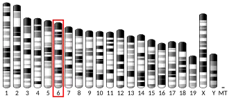 Chromosome 6 (souris)