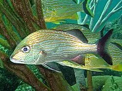 Haemulon carbonarium