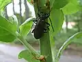 Saphanus piceus (Laicharting ,1784)